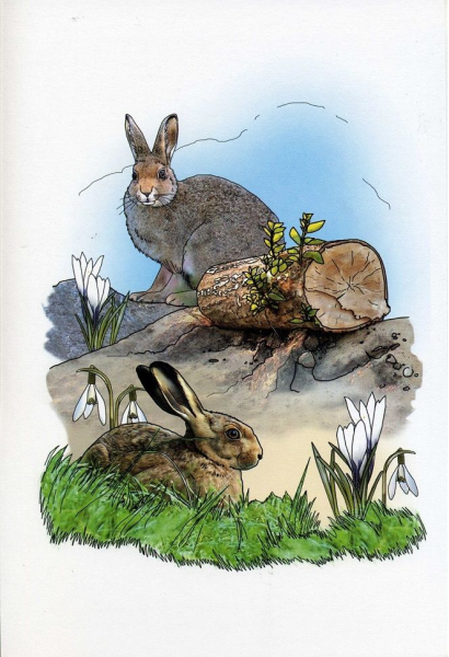 Заяц весной рисунок