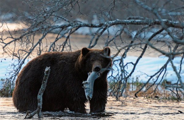 Медведь ранней весной