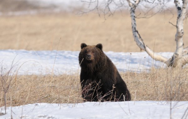 Медведь весной