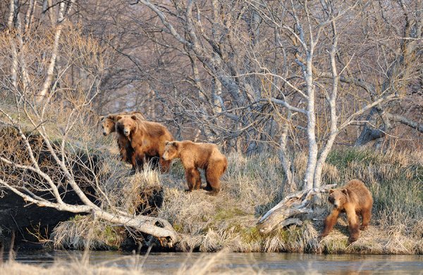 Дикие животные весной