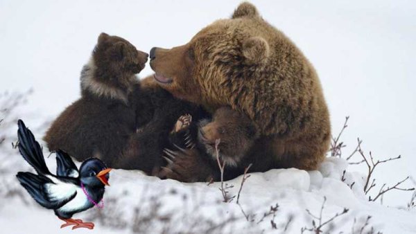Медведица с медвежатами в берлоге