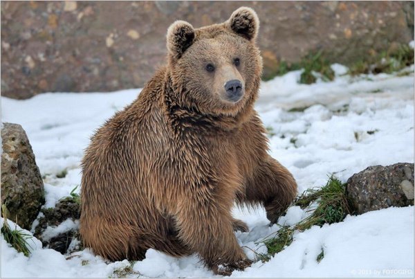 Медведь весной