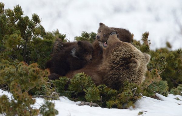 Игорь Шпиленок Кроноцкий заповедник