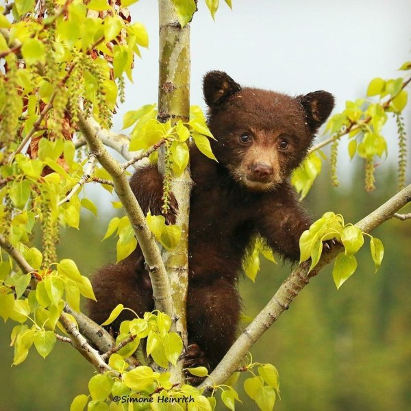 Любопытный Медвежонок