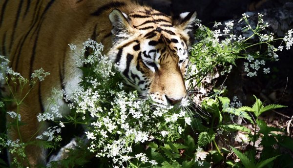 Тигренок в цветах