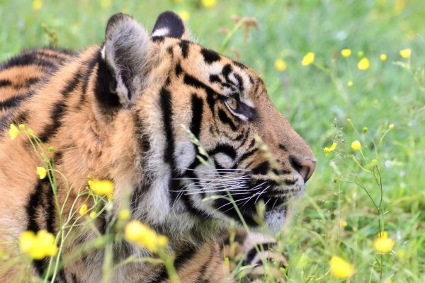 Весенний тигр