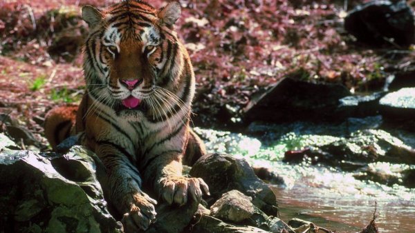 Тигр весной