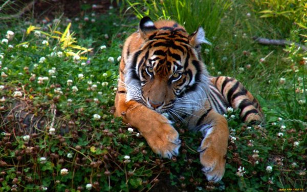 Тигрица в цветах