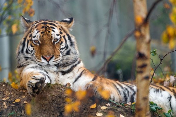 Тигр в дикой природе