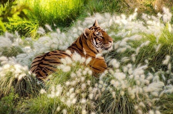 Тигр в цветах