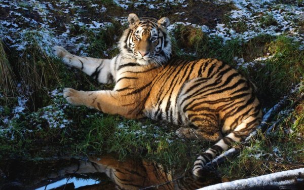 Тигр весной