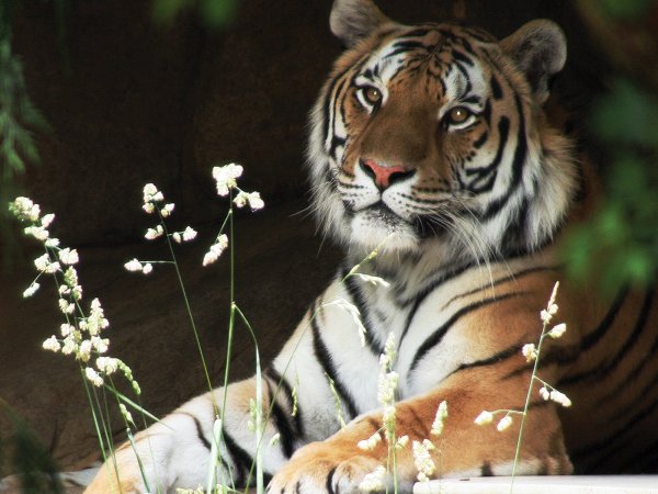 Тигрица в цветах