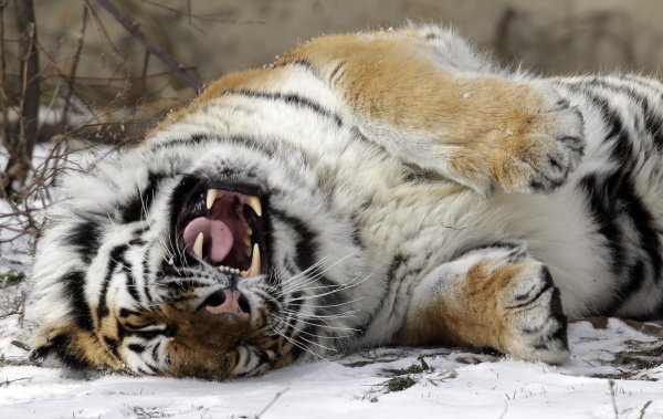 Тигр рычит в снегу