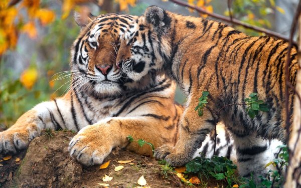 Уссурийский тигр с тигрятами