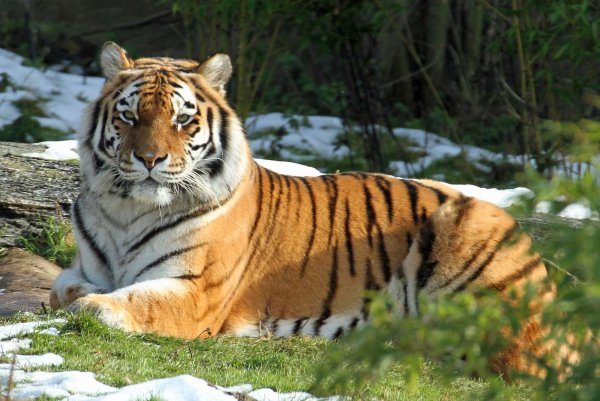 Амурский (Уссурийский) тигр