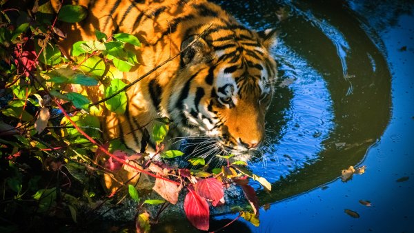 Осенний тигр