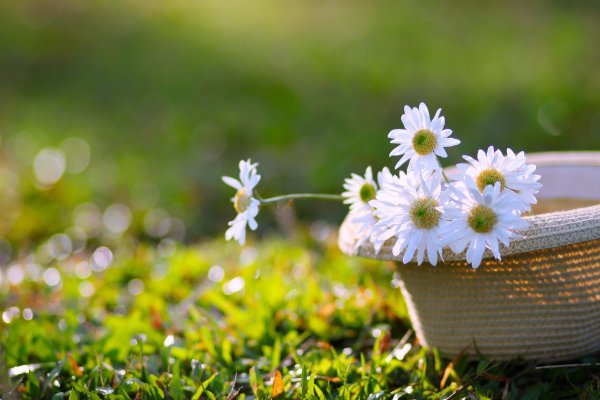 Картины художницы Екатерины Дудник к мечте