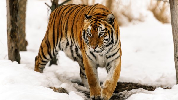 Уссурийский тигр 4к