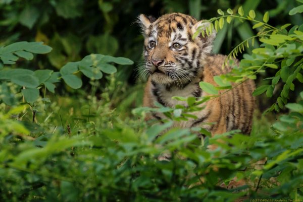 Тигренок весной