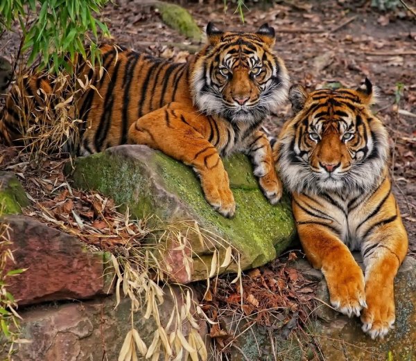 Суматранский тигр и Амурский тигр