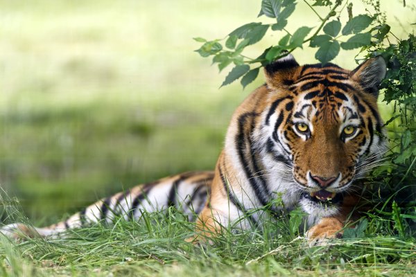 Календарь на 2022 год с тигром