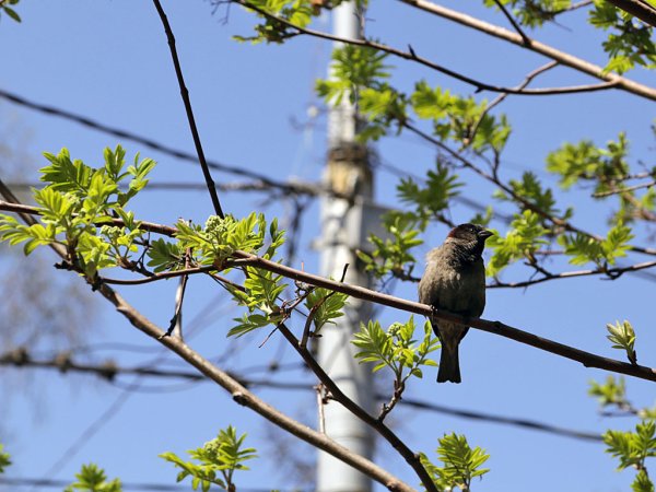 Ранняя Весна в Иркутске