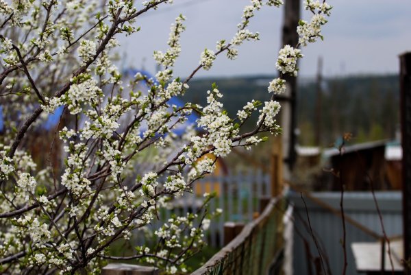 Ранняя Весна в Иркутске