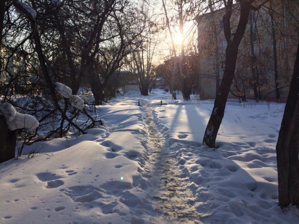 Иркутск багульник цветет