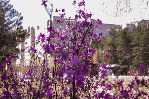 Флора озера Байкал