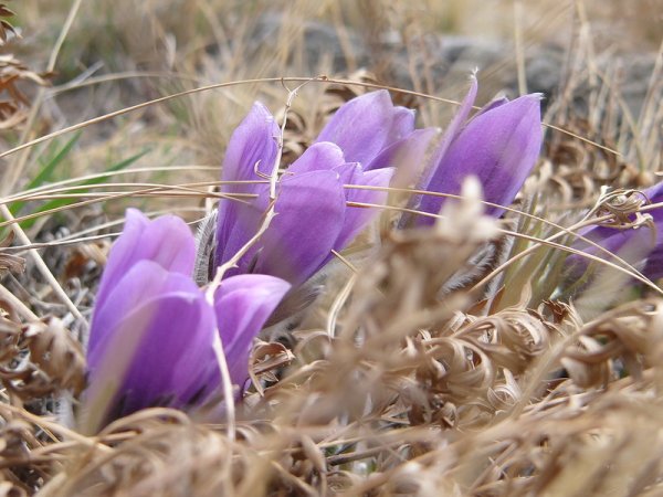 Иркутск набережная ангары