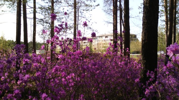 Весна Иркутск набережная