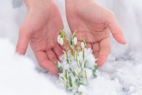 Весна подснежники