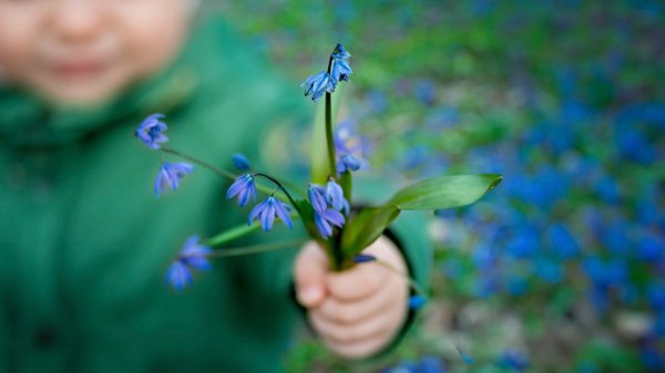 Подснежники голубые