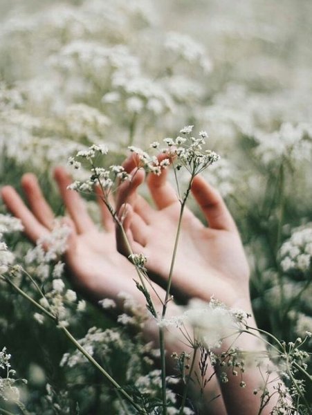 Полевые цветы Эстетика