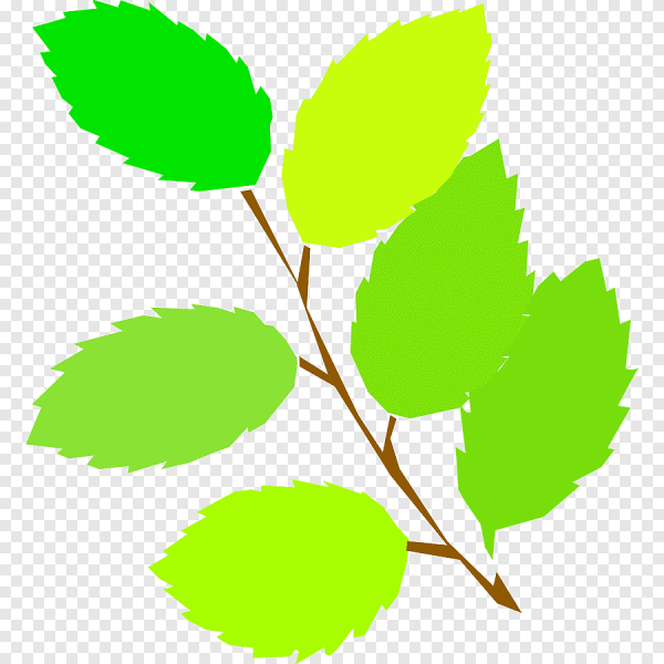 Распускаются листочки