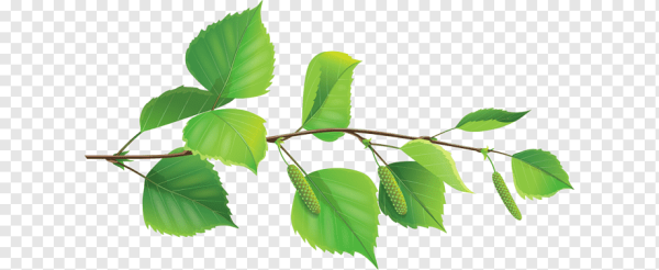 Березовый лист