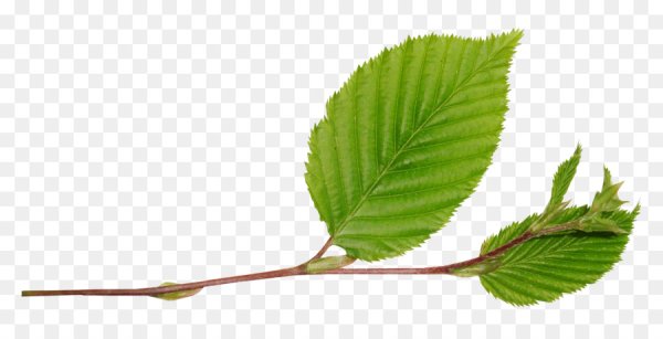 Веточка дерева