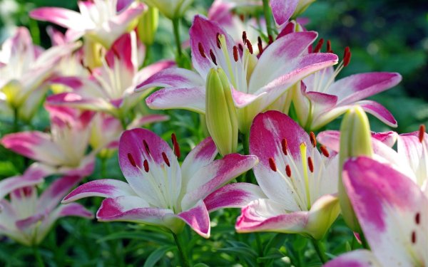 Изумрудная Лилия