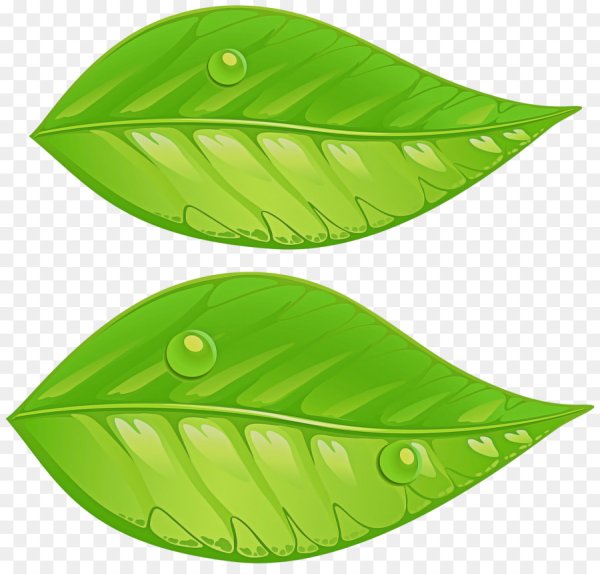 Листочки на прозрачном фоне