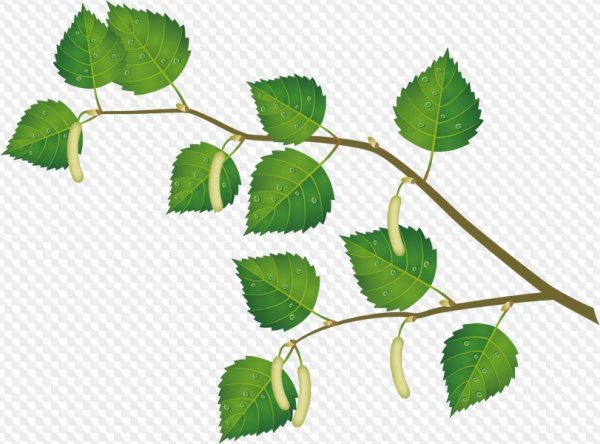 Ветка берёзы на прозрачном фоне