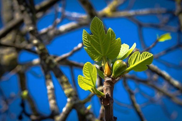Липа распускаются листочки