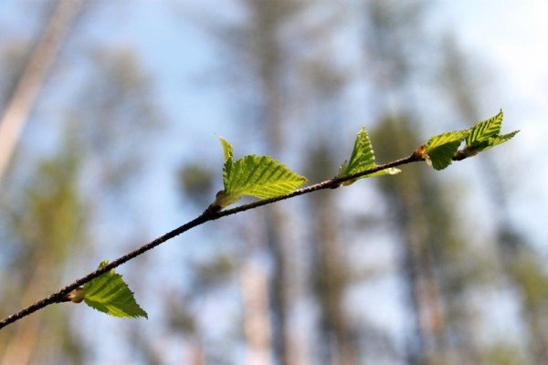Липа распускание листочков