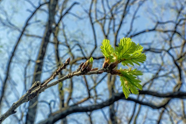 Птичка на веточке