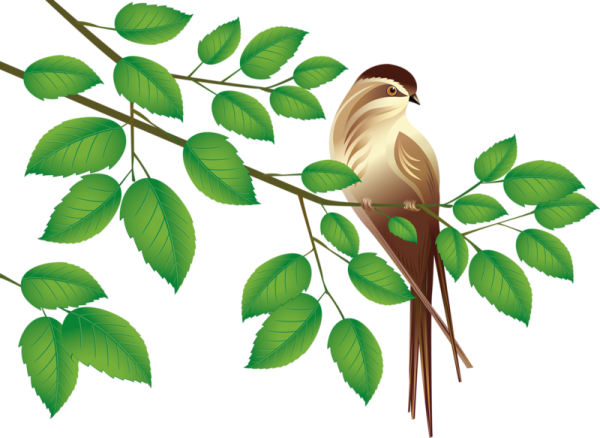 Ветки береза