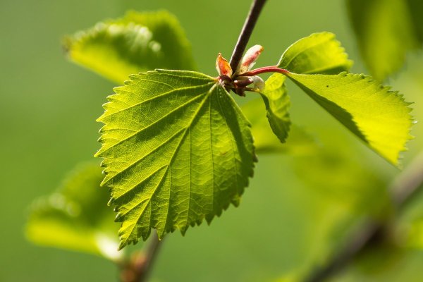 Ветка осенних листьев