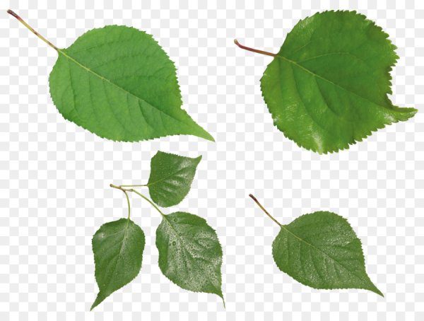 Листья весной