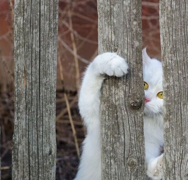 Зимние котики с надписями