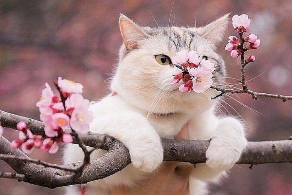 Весна и мартовские коты