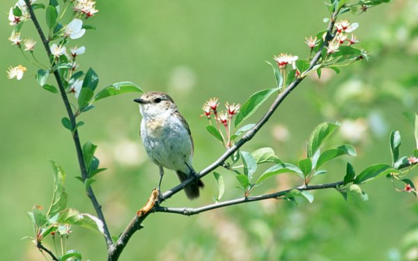 Природа Весна апрель