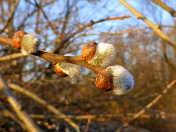 Апрельское утро весны